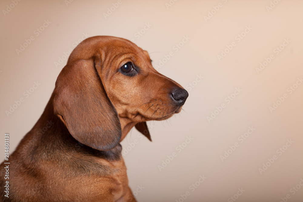 cute puppy Dachshund red in the Studio on a light background