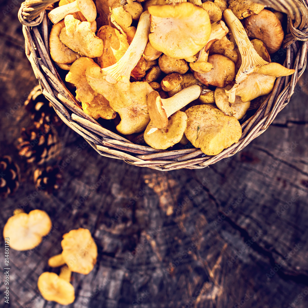 Mushrooms chanterelle in the basket Mushrooms chanterelle in the basket