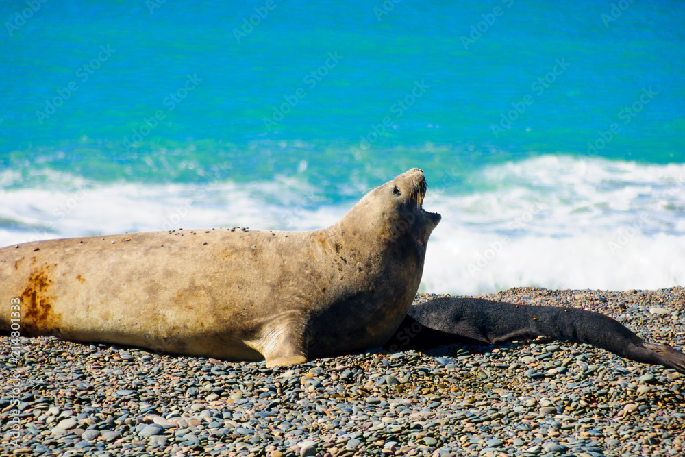 Fototapeta premium Elephant Seal, Valdes