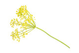 One whole fresh yellow dill flowers cluster flatlay isolated on white