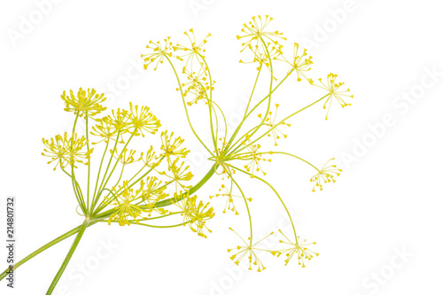 Group of two whole fresh yellow dill flowers clusters flatlay isolated on white