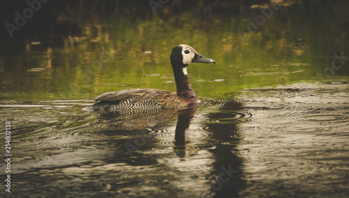 Close up image of a White-faced duck swimming across the lake photo