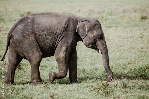 Elephants in  a National Park from Sri Lanka