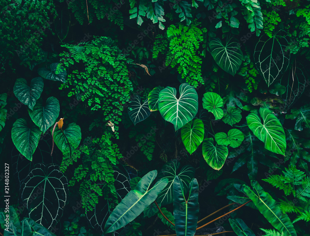 Tropical leaves texture,Abstract nature leaf green texture   dark tone,picture can used wallpaper desktop. Stock  Photo | Adobe Stock