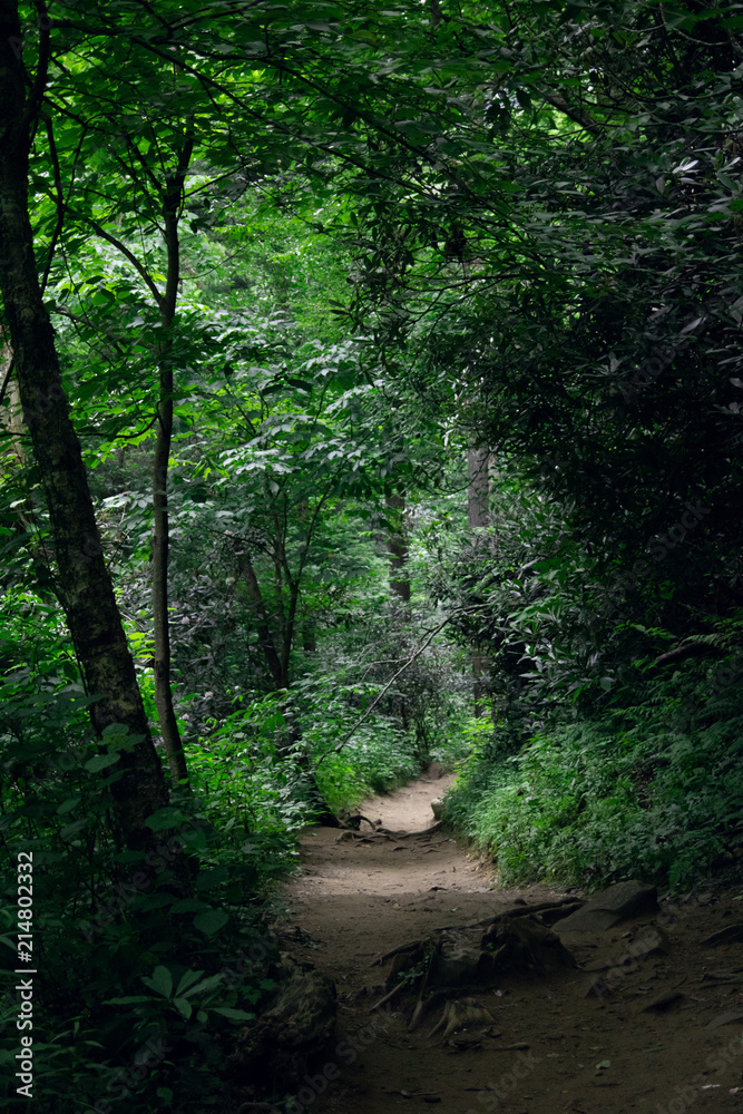 Mysterious road in green summer forest. Discover new trails. Explore the paths.