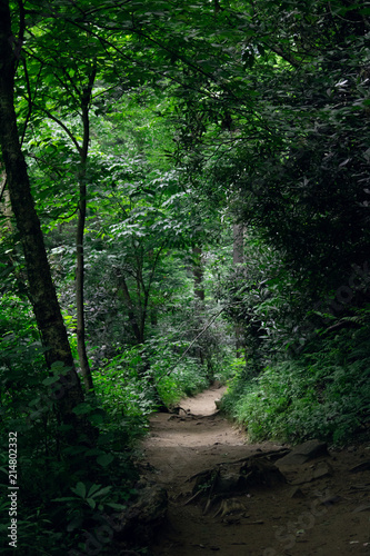 Mysterious road in green summer forest. Discover new trails. Explore the paths.