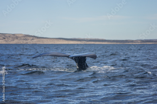 Southern right whale © RnDmS