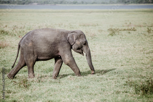 Elephants in  a National Park from Sri Lanka