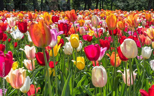 Tulipes - couleurs - Printemps - Jardin botanique