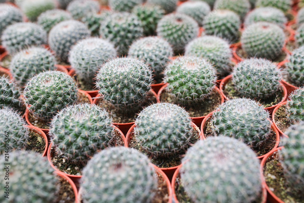 Cactus farm at Cameron Highland Malaysia Cactus farm at Cameron Highland Malaysia