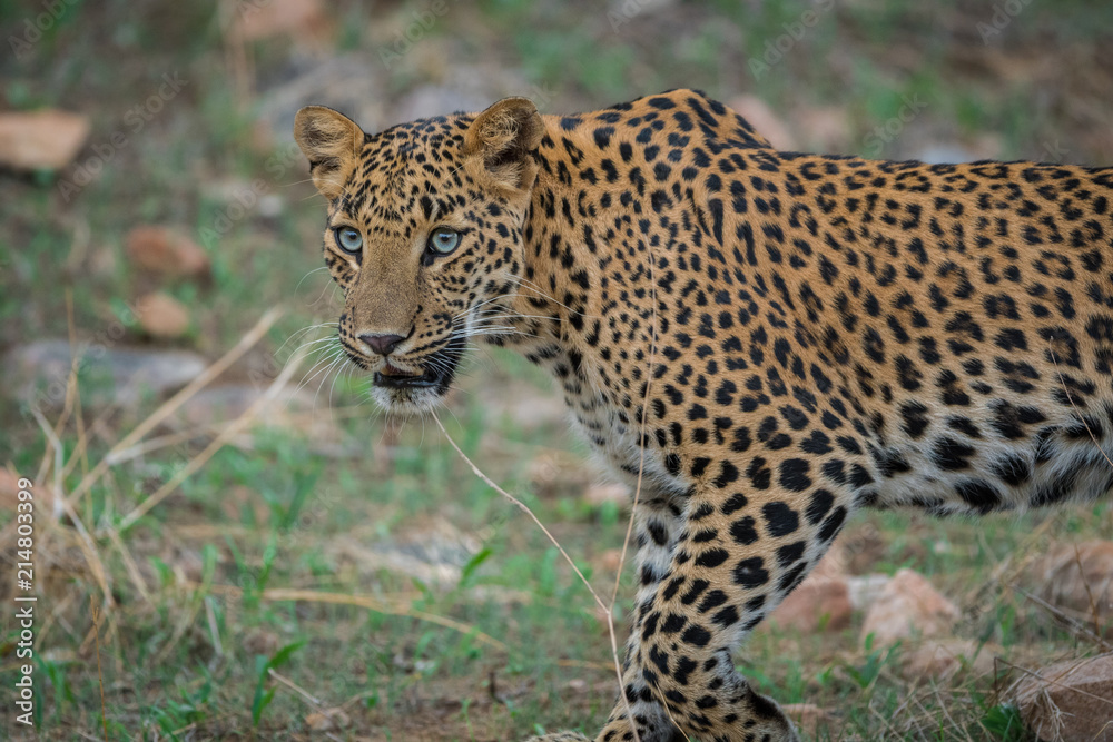 A stare by Female leopard at jhalana forest area A stare by Female leopard at jhalana forest area