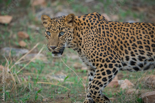A stare by Female leopard at jhalana forest area
