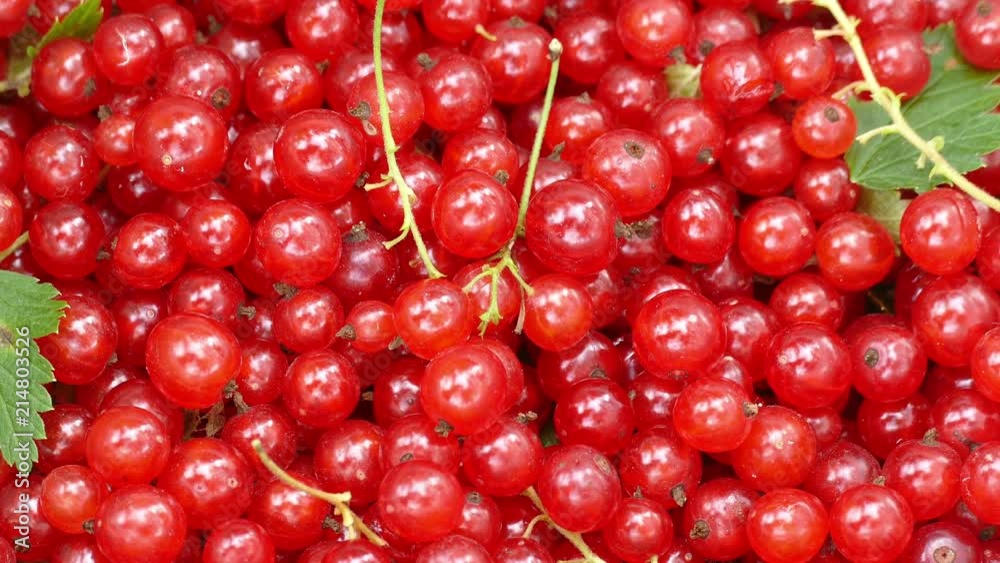 the crop of red currant the crop of red currant