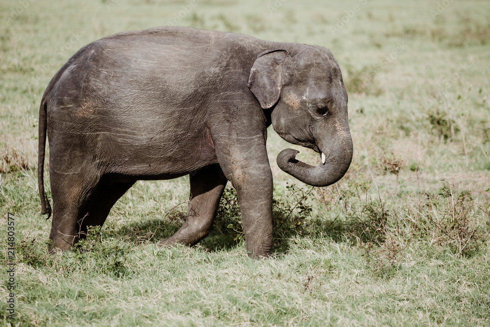 Fototapeta premium Elephants in a National Park from Sri Lanka