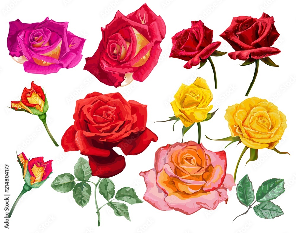 roses vector illustration roses vector illustration