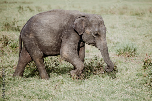 Elephants in a National Park from Sri Lanka