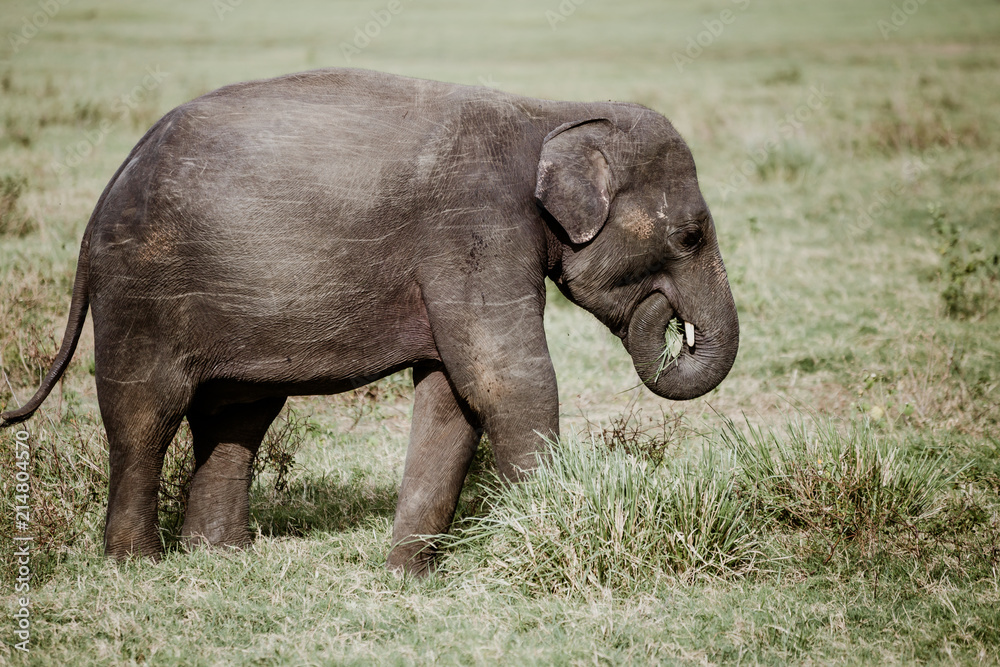 Elephants in  a National Park from Sri Lanka