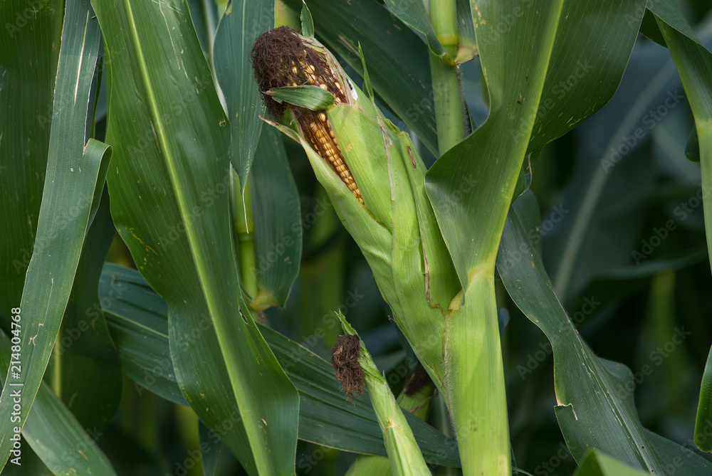 Fototapeta premium mais maturo
