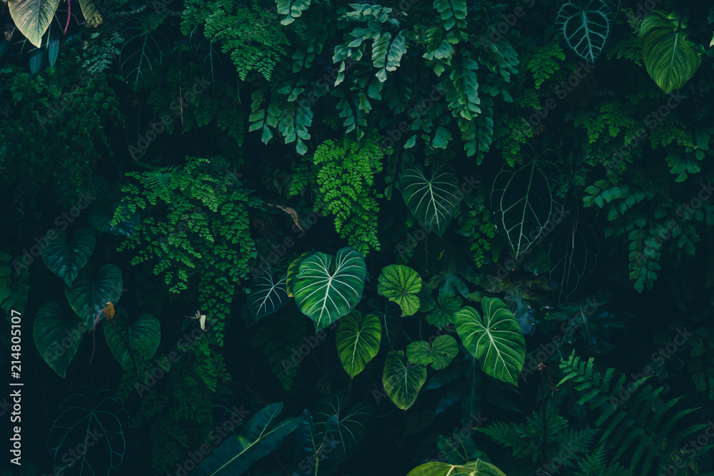 Tropical leaves texture,Abstract nature leaf green texture   dark tone,picture can used wallpaper desktop. Stock Photo | Adobe Stock