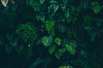 Tropical leaves texture,Abstract nature leaf green texture background.vintage dark tone,picture can used wallpaper desktop.