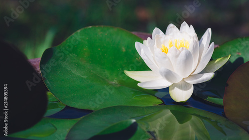 beautiful white waterlily or lotus flower in pond for text or decorative artwork. 