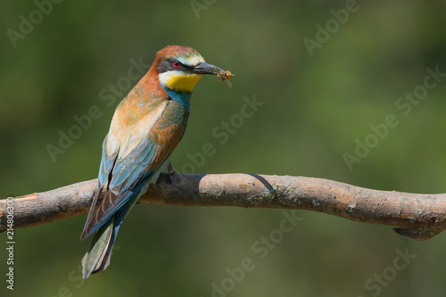 Gruccione europeo con ape nel becco (Merops apiaster) photo