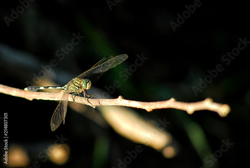 Dragonfly stand stop on the branch tree in the forest