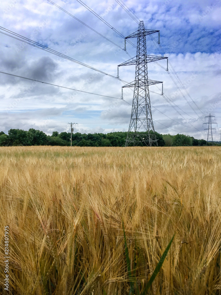 Electricity pylons in wheat field