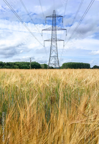 Electricity pylons in wheat field