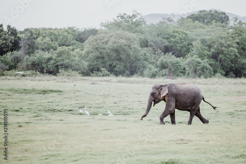 Elephants in  a National Park from Sri Lanka