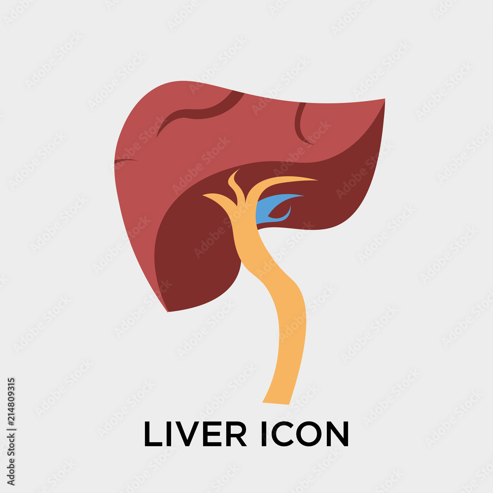 Liver icon vector sign and symbol isolated on white background, Liver ...