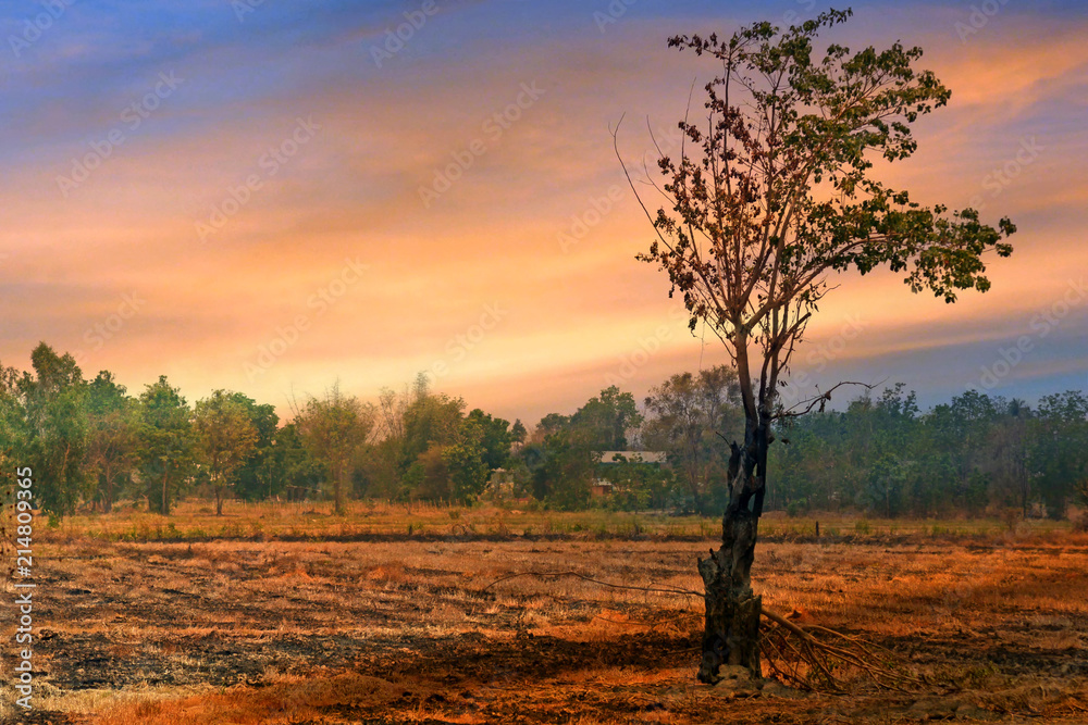 Obraz premium Dry tree stand alone among dry soil