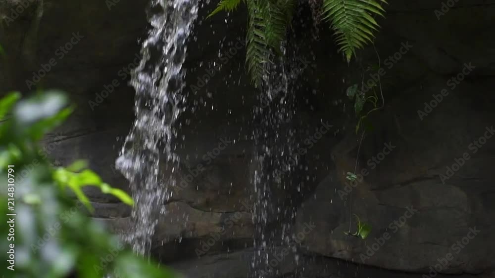 Flowers and plants in a jungle setting during the day. Close up, slow motion shots with shallow depth of field. Flowers and plants in a jungle setting during the day. Close up, slow motion shots with shallow depth of field.