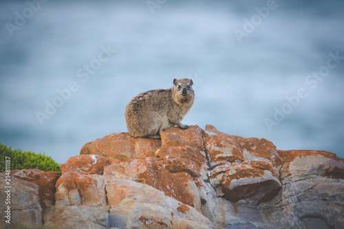 Close up image of rock hyrax sitting on a cliff © Dewald