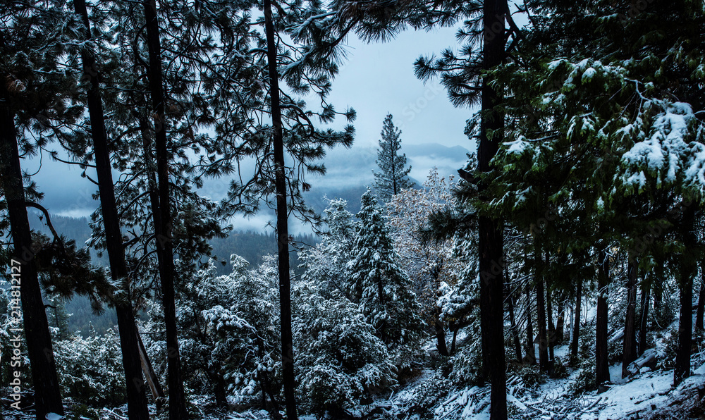 Fototapeta premium Hillside forest panoramic