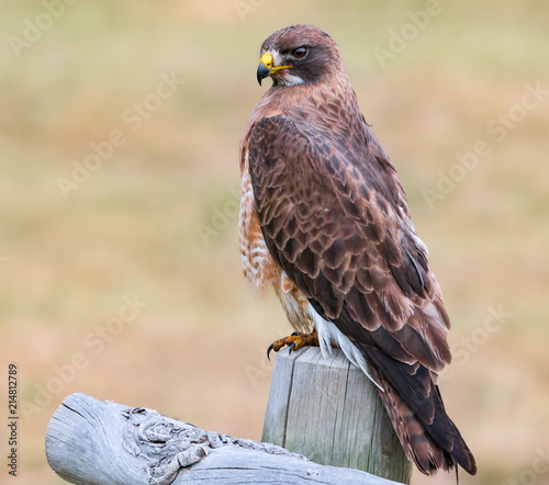 Swainsons Hawk photo