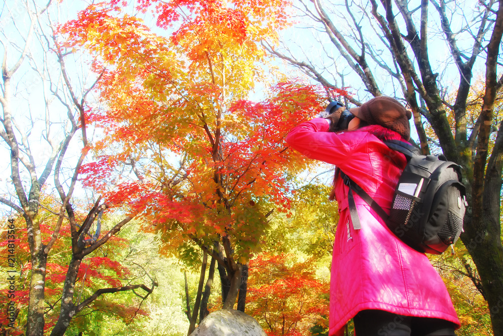 A girl holding camera to take a photo Red maple leaf and yellow leaf in autumn season in Seoul, South Korea A girl holding camera to take a photo Red maple leaf and yellow leaf in autumn season in Seoul, South Korea