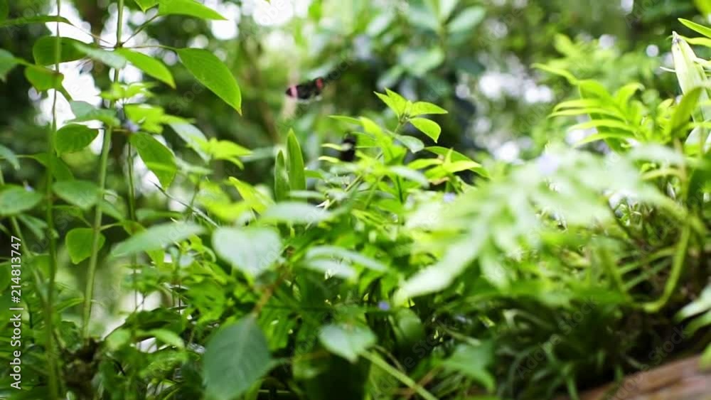 Flowers and plants in a jungle setting during the day. Close up, slow motion shots with shallow depth of field.