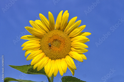 Sunflower and Bee with Blue Sky