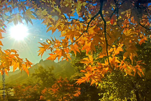 Red maple leaf and yellow leaf  in the park in autumn season in Seoul  South Korea