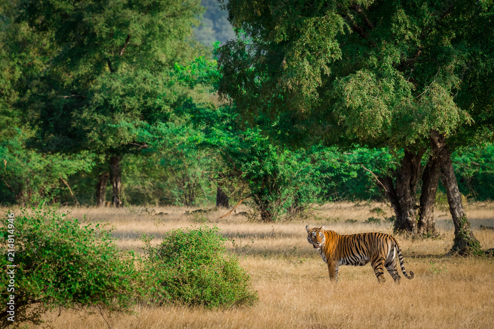 Fototapeta premium Prey and the predator, Tigress with her hard earned trophy at Ranthmbore National Park