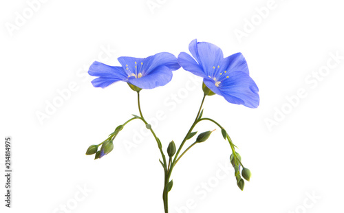 Fototapeta Naklejka Na Ścianę i Meble -  flax flower isolated