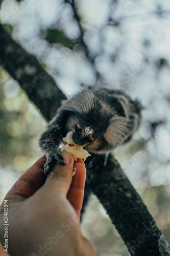 Obraz na płótnie monkey