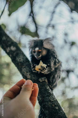Obraz na płótnie eating monkey
