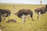 Close up image of female Ostriches feeding in a green meadow.