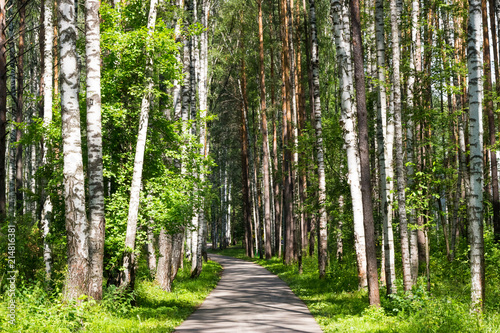 road in the summer forest
