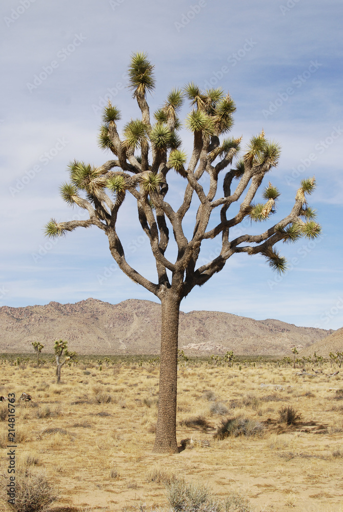 Lonely Joshua tree in dry desert Lonely Joshua tree in dry desert