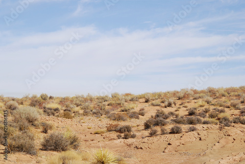 Dried desert landscape with plants