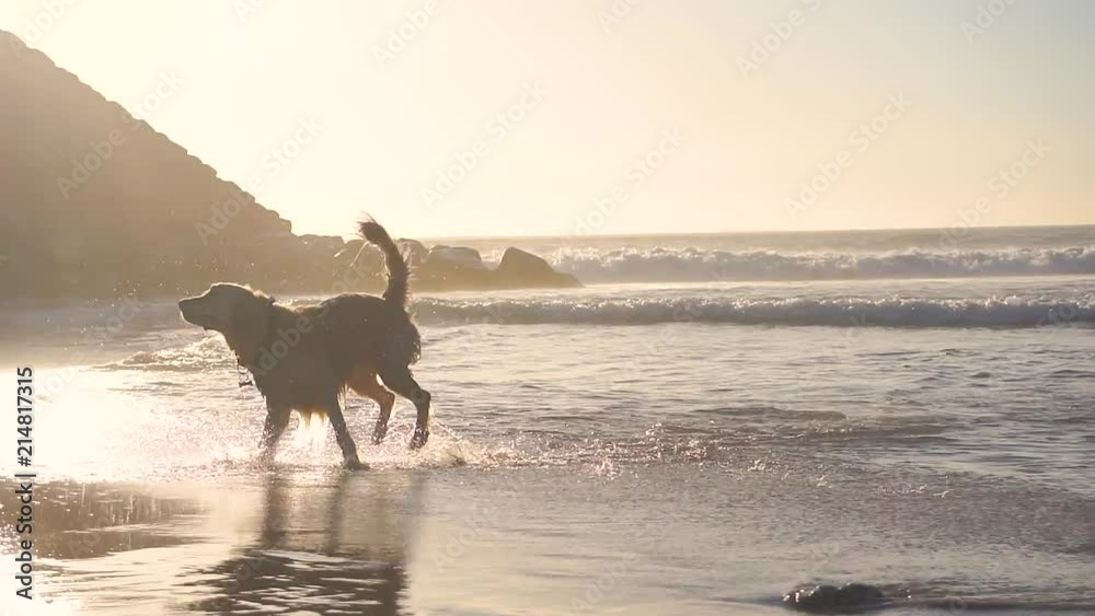 Dogs in water. Dog runs in the sand Dogs in water. Dog runs in the sand