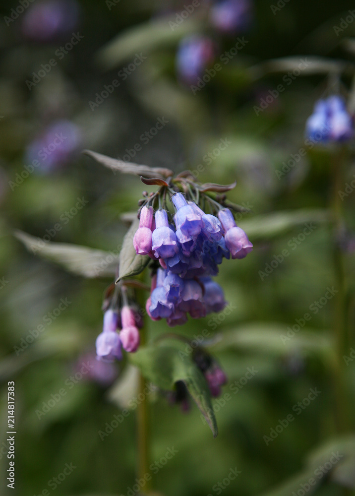 Violet and pink blossoms macro on green background